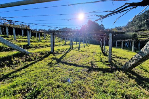 VENDIDO. En venta casa de piedra con bodega y viñedo