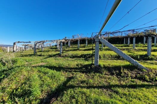 VENDIDO. En venta casa de piedra con bodega y viñedo