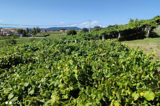 VENDIDO. En venta casa de piedra con bodega y viñedo