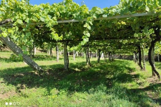 VENDIDO. En venta casa de piedra con bodega y viñedo