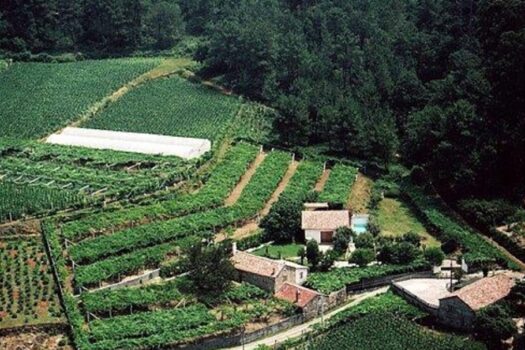 VENDIDO. En venta casa de piedra con bodega y viñedo