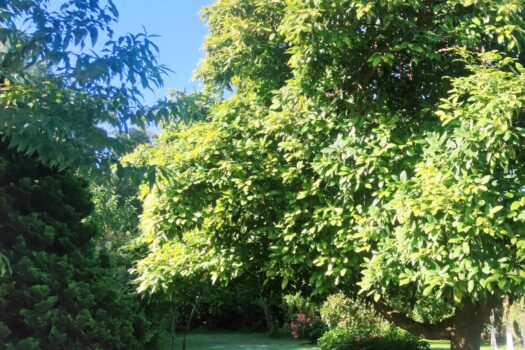 En venta casa con finca en Miño